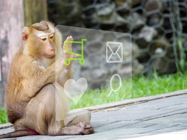 Jak jest małpa po angielsku w mailu i dlaczego warto znać te wyrażenia